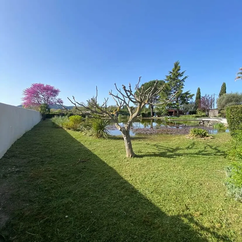 Pelouse tondue autour d'un bassin, arbre taillé en boule